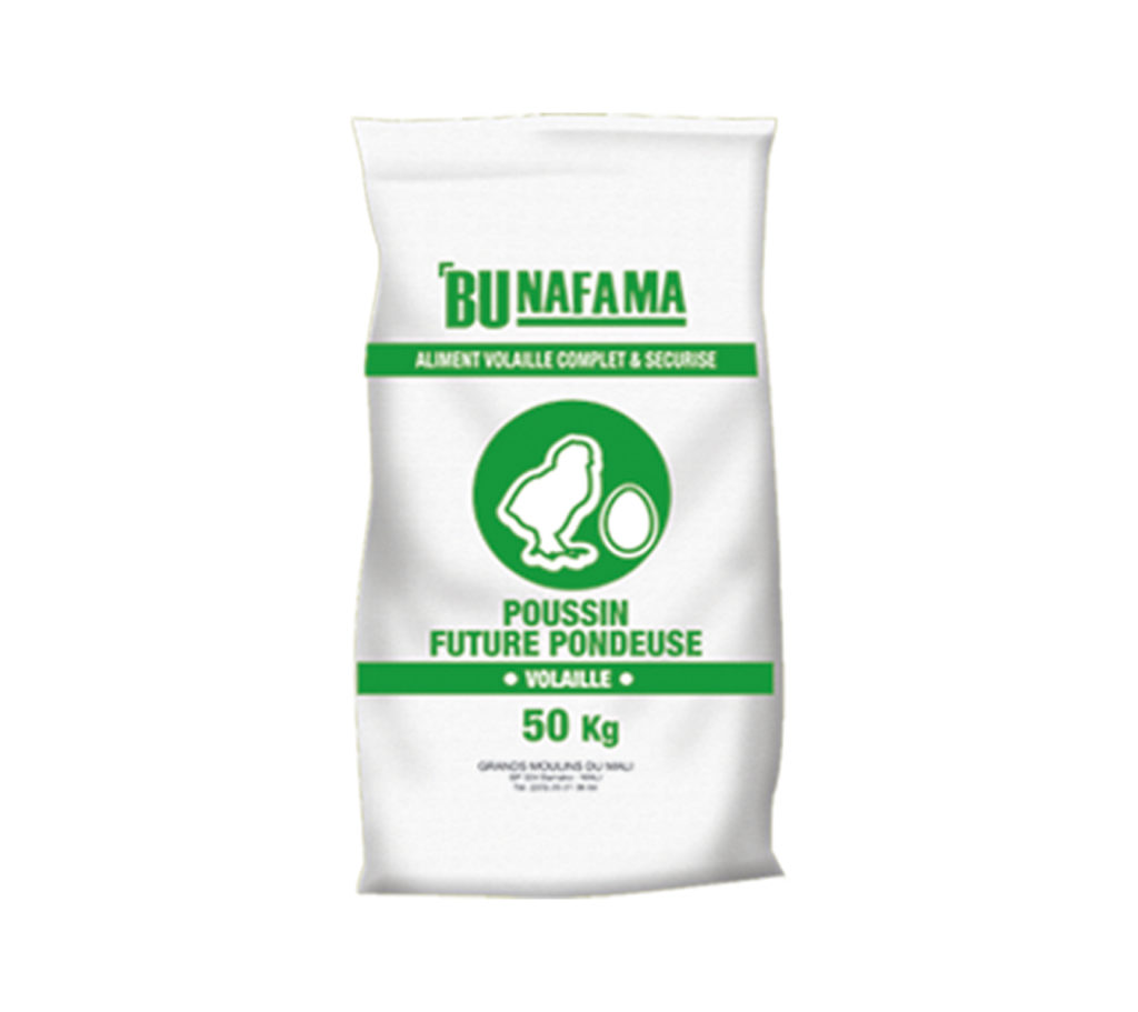 Bu NAFAMA Poussin Future Pondeuse